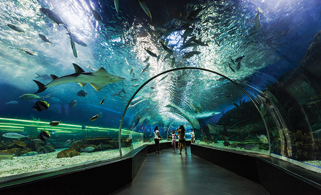 A Deep Dive Into the Best U.S. Aquariums – HERLIFE Magazine