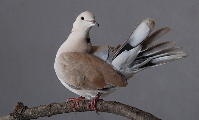 Cape Turtle Dove | African Birds | Dove | Wildlife Safari.info. | Wild Life  in Safari